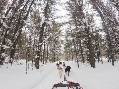 Dog Sledding-1