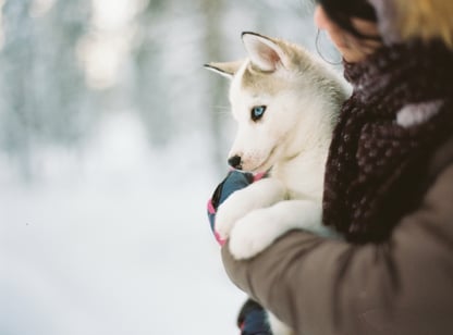 Husky Puppy