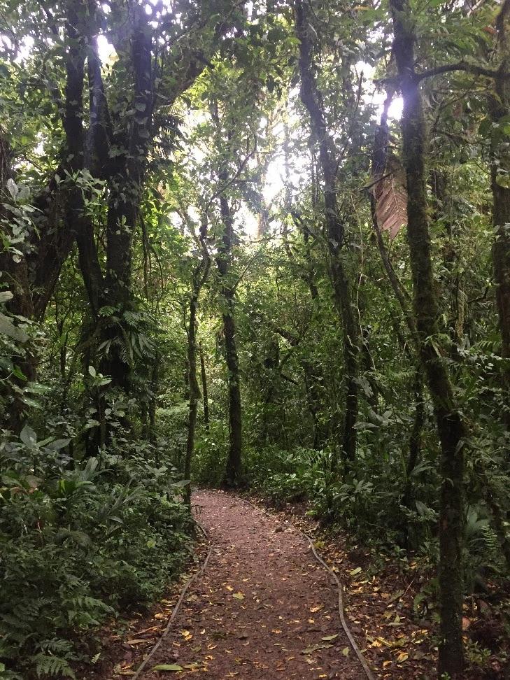 Monteverde Walking Path Photo-1