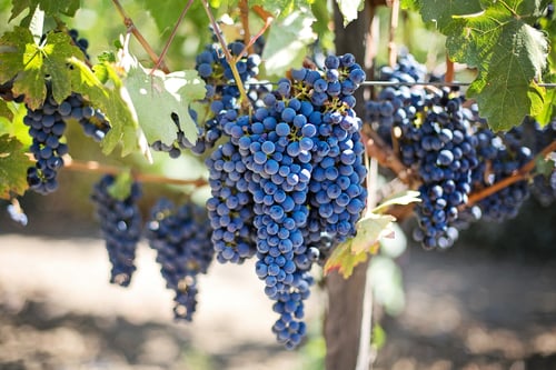 grapes-553464_1920