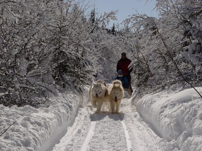 traneau-a-chiens-177